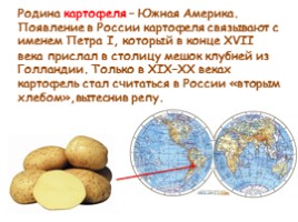 Откуда овощи в Россию пришли?, слайд 11