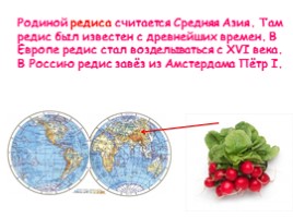 Откуда овощи в Россию пришли?, слайд 12