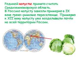 Откуда овощи в Россию пришли?, слайд 3