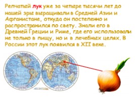 Откуда овощи в Россию пришли?, слайд 5