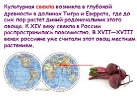 Откуда овощи в Россию пришли?, слайд 6
