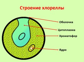 Водоросли, слайд 14