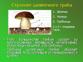 Шляпочные грибы (5 класс), слайд 4