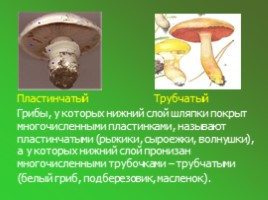 Шляпочные грибы (5 класс), слайд 5