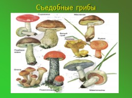 Шляпочные грибы (5 класс), слайд 7