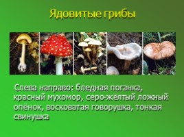 Шляпочные грибы (5 класс), слайд 8