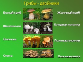 Шляпочные грибы (5 класс), слайд 9