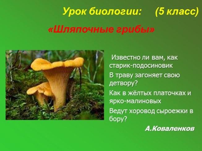 Шляпочные грибы (5 класс)