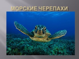Морские черепахи, слайд 1