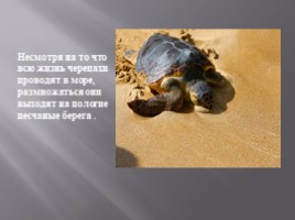 Морские черепахи, слайд 3