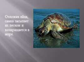 Морские черепахи, слайд 6