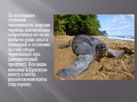 Морские черепахи, слайд 9