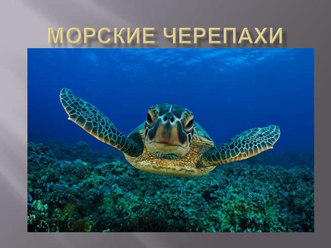 Морские черепахи