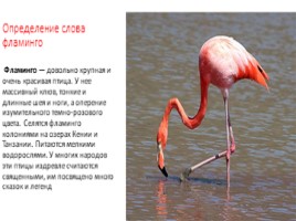 Фламинго, слайд 2