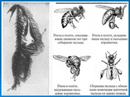 Пчела - фабрика ценных веществ, слайд 16