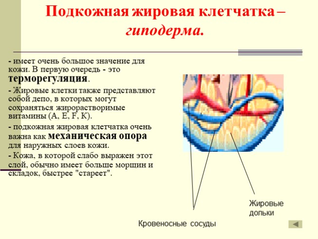 Строение и функции кожи презентация