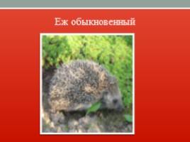 Красная книга Ленинградской области, слайд 14