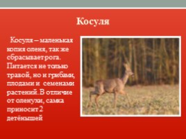 Красная книга Ленинградской области, слайд 15
