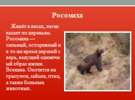 Красная книга Ленинградской области, слайд 18