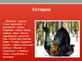 Красная книга Ленинградской области, слайд 24