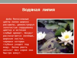 Красная книга Ленинградской области, слайд 28