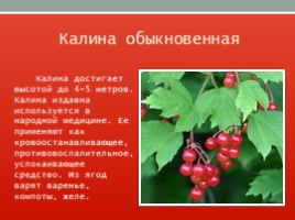 Красная книга Ленинградской области, слайд 31