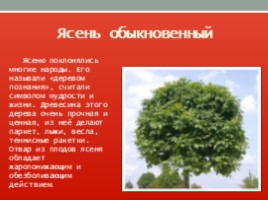 Красная книга Ленинградской области, слайд 33