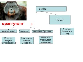 Класс млекопитающие - Отряд приматы, слайд 14