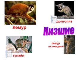 Класс млекопитающие - Отряд приматы, слайд 15