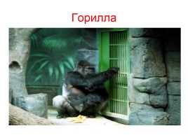 Класс млекопитающие - Отряд приматы, слайд 22