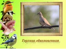 Птица года 2019 - Горлица обыкновенная, слайд 6