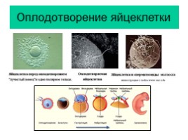 Основные положения клеточной теории, слайд 11