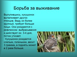 Загадочная птица - кукушка, слайд 5