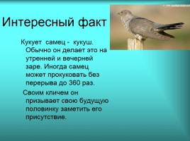 Загадочная птица - кукушка, слайд 8