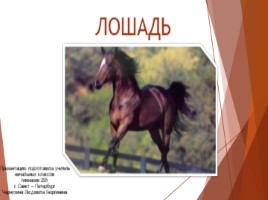 Презентация лошадь