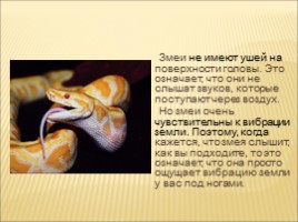 Змеи (3 класс), слайд 4