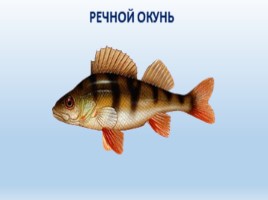 Речные рыбы (8 класс), слайд 4