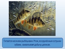 Речные рыбы (8 класс), слайд 6