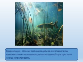 Речные рыбы (8 класс), слайд 9