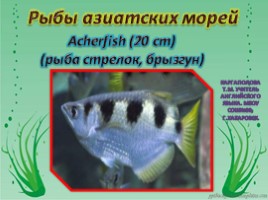 Рыбы азиатских морей, слайд 1