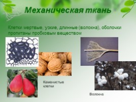 Ткани растений, слайд 13