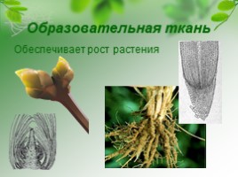 Ткани растений, слайд 6