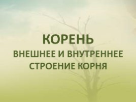 Корень. Внешнее и внутреннее строение