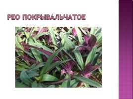 Тепличные растения, слайд 17