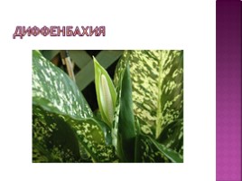Тепличные растения, слайд 25