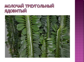Тепличные растения, слайд 3
