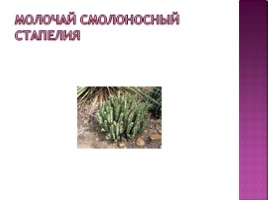 Тепличные растения, слайд 5