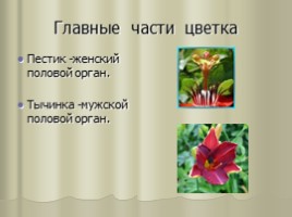 Цветок - гeнeративный орган, eго строeние и значeниe, слайд 10