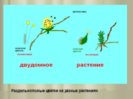 Цветок - гeнeративный орган, eго строeние и значeниe, слайд 15