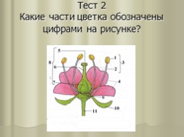 Цветок - гeнeративный орган, eго строeние и значeниe, слайд 21